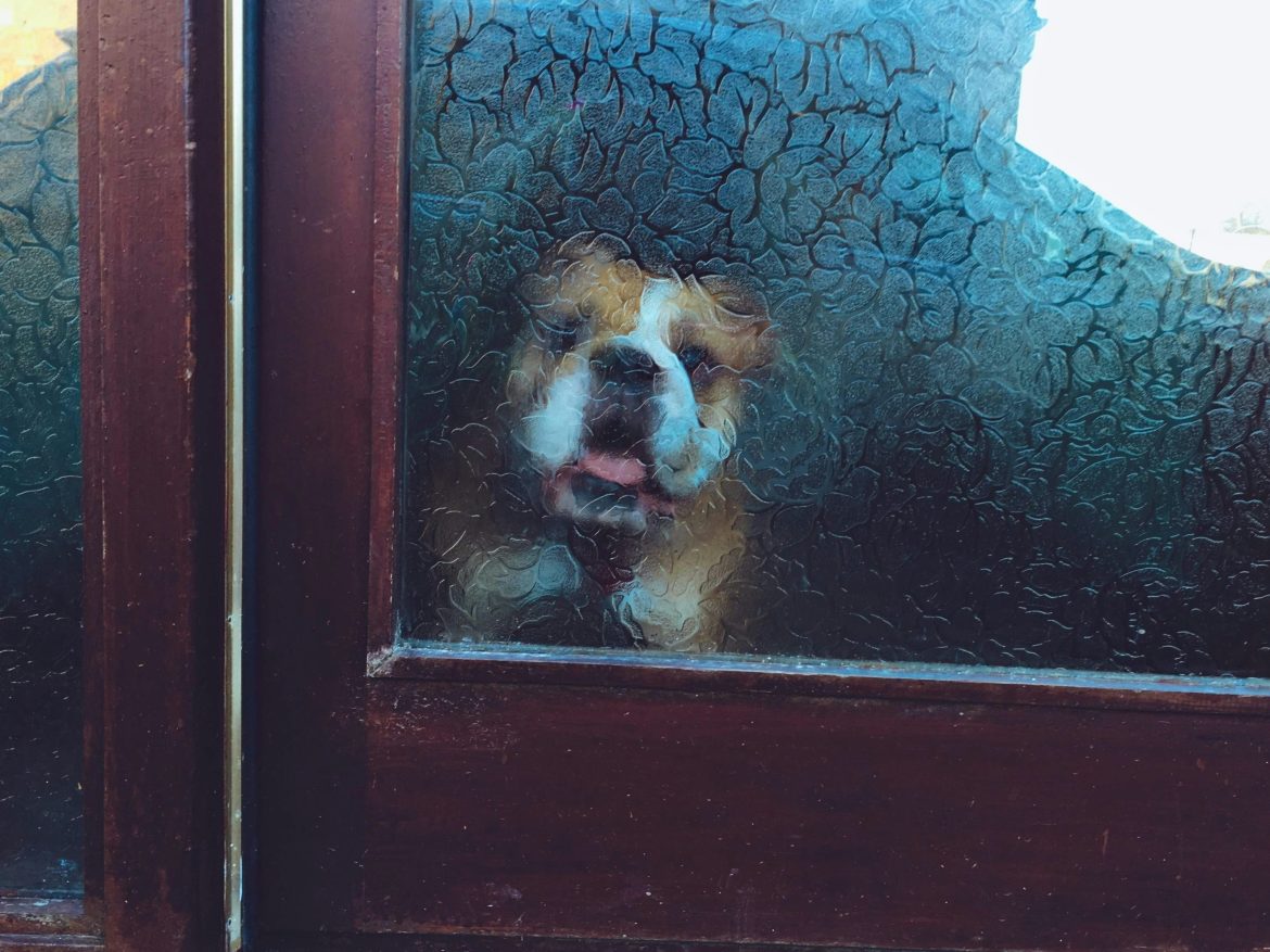 Installing window film yourself? Learn why DIY installations often fall short & when it's worth calling a professional installer.